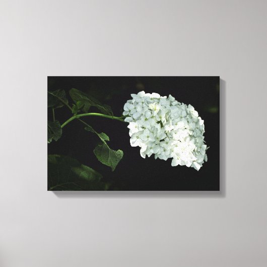 White Snowball Hydrangea - Annabelle Leinwanddruck (Vorderseite)