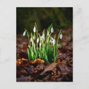 White Snowdrops Foto Postcard Postkarte