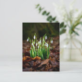 White Snowdrops Foto Postcard Postkarte (Stehend Vorderseite)