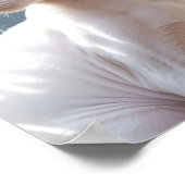 White Sphinx Cat and Flowers Poster (Ecke)