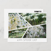 White Spider Lily Postkarte (Vorne/Hinten)