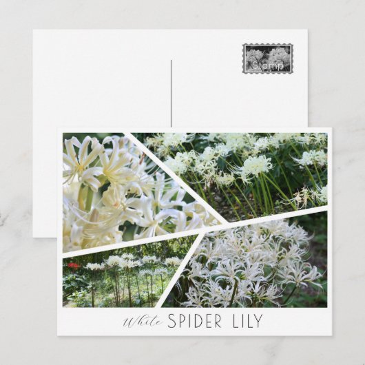 White Spider Lily Postkarte (Vorne/Hinten)