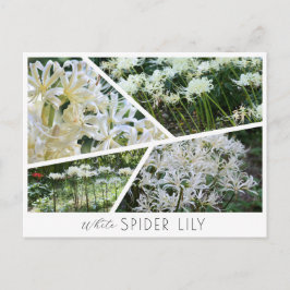 White Spider Lily Postkarte