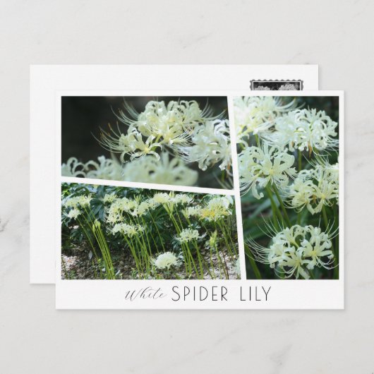 White Spider Lily Postkarte (Vorne/Hinten)