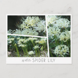 White Spider Lily Postkarte