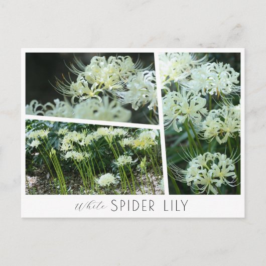 White Spider Lily Postkarte (Vorderseite)