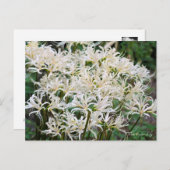 White Spily Lilie ポ ト ド Postkarte (Vorne/Hinten)