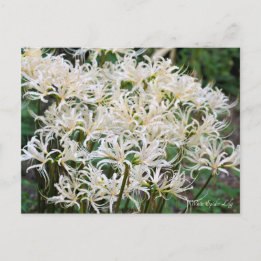 White Spily Lilie ポ ト ド Postkarte