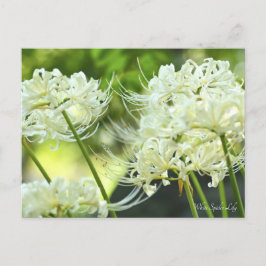 White Spily Lilie ポ ト ド Postkarte