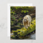 White Spirit Bear | British Columbia, Canada Postkarte (Vorne/Hinten)
