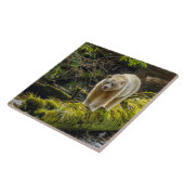 White Spirit Bear | British Columbia, Kanada Fliese (Seite)