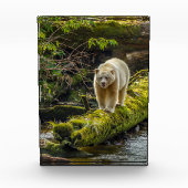 White Spirit Bear | British Columbia, Kanada Fotoblock (Vorderseite)