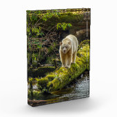 White Spirit Bear | British Columbia, Kanada Fotoblock (Links)