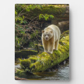 White Spirit Bear | British Columbia, Kanada Fotoplatte (Vorderseite)