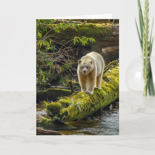 White Spirit Bear | British Columbia, Kanada Karte (Vorderseite)