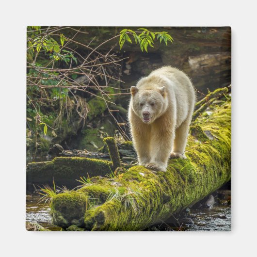White Spirit Bear | British Columbia, Kanada Magnet (Vorne)