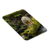 White Spirit Bear | British Columbia, Kanada Magnet (Rechte Seite)