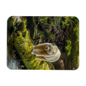 White Spirit Bear | British Columbia, Kanada Magnet (Horizontal)