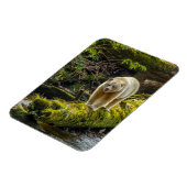 White Spirit Bear | British Columbia, Kanada Magnet (Linke Seite)
