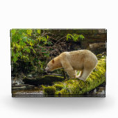 White Spirit Bear Fotoblock (Vorderseite)