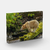 White Spirit Bear Fotoblock (Links)