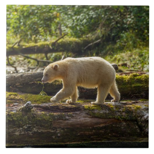 White Spirit Bear Hunts Fliese (Vorderseite)