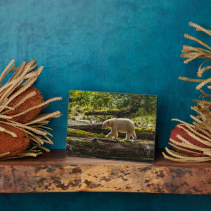 White Spirit Bear Hunts Fotoplatte