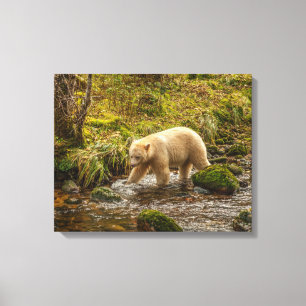 White Spirit Bear jagt Fische auf Riordan Creek Leinwanddruck