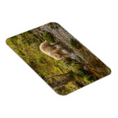 White Spirit Bear jagt Fische auf Riordan Creek Magnet (Rechte Seite)