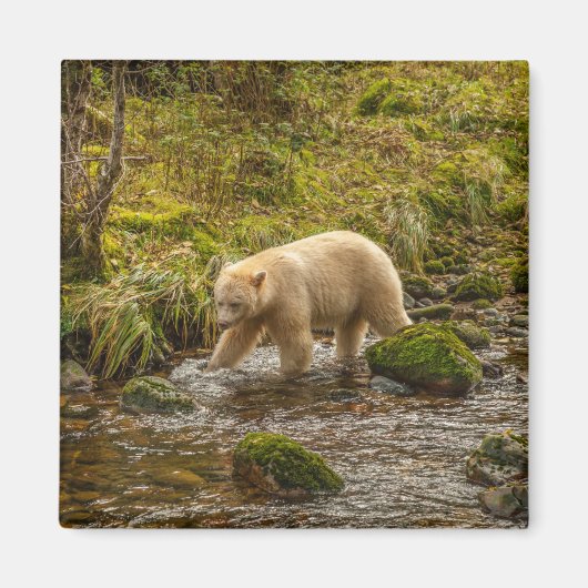 White Spirit Bear jagt Fische auf Riordan Creek Magnet (Vorne)