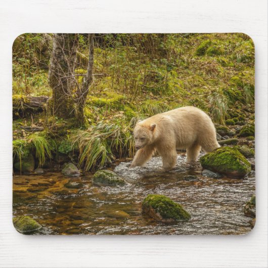 White Spirit Bear jagt Fische auf Riordan Creek Mousepad (Vorne)