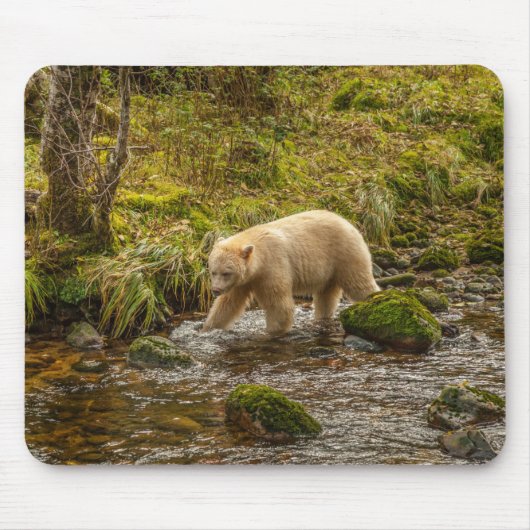 White Spirit Bear jagt Fische auf Riordan Creek Mousepad (Vorne)