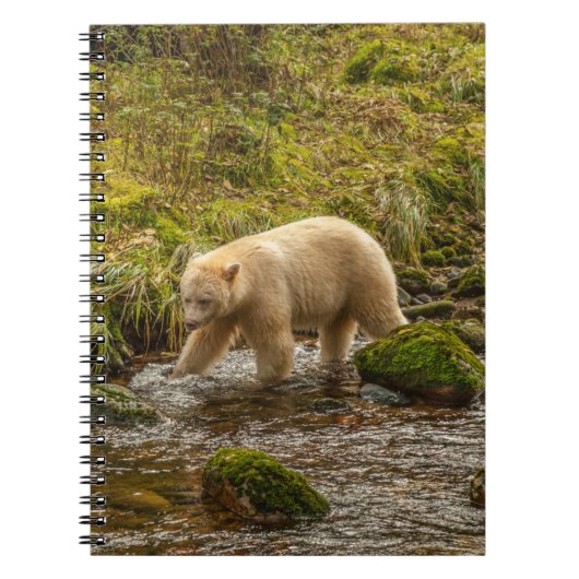White Spirit Bear jagt Fische auf Riordan Creek Notizblock (Vorderseite)