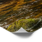 White Spirit Bear jagt Fische auf Riordan Creek Poster (Ecke)