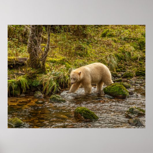White Spirit Bear jagt Fische auf Riordan Creek Poster (Vorne)