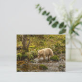 White Spirit Bear jagt Fische auf Riordan Creek Postkarte (Stehend Vorderseite)