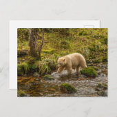 White Spirit Bear jagt Fische auf Riordan Creek Postkarte (Vorne/Hinten)