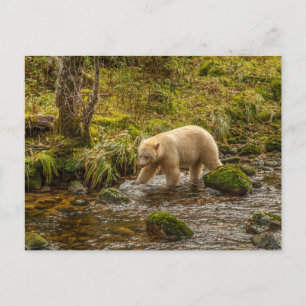 White Spirit Bear jagt Fische auf Riordan Creek Postkarte