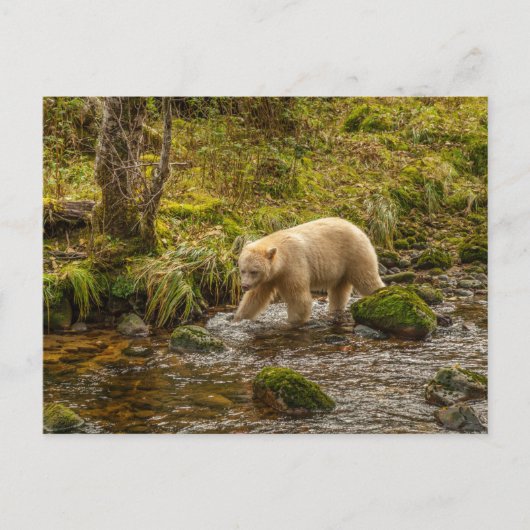 White Spirit Bear jagt Fische auf Riordan Creek Postkarte (Vorderseite)
