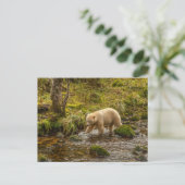 White Spirit Bear jagt Fische auf Riordan Creek Postkarte (Stehend Vorderseite)
