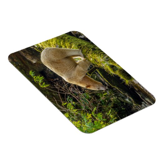 White Spirit Bear Magnet (Rechte Seite)