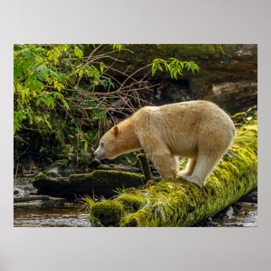 White Spirit Bear Poster (Vorne)