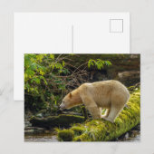 White Spirit Bear Postkarte (Vorne/Hinten)
