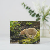 White Spirit Bear Postkarte (Stehend Vorderseite)