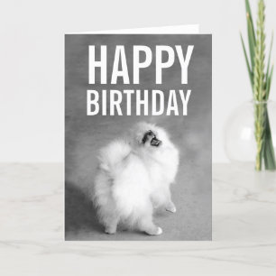 White Spitz Happy Birthday Card Karte