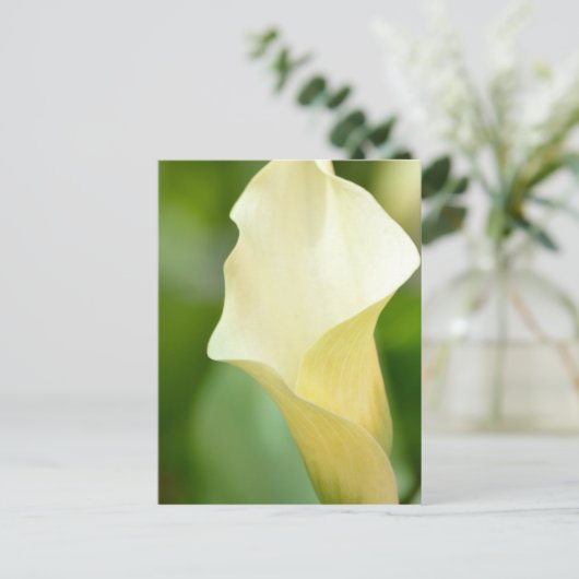 White Spring Calla Lily Postkarte (Stehend Vorderseite)