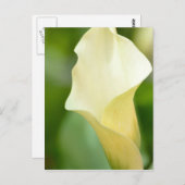 White Spring Calla Lily Postkarte (Vorne/Hinten)