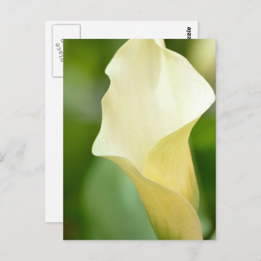 White Spring Calla Lily Postkarte (Vorne/Hinten)