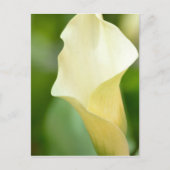 White Spring Calla Lily Postkarte (Vorderseite)