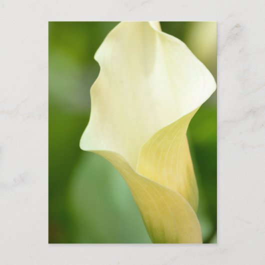 White Spring Calla Lily Postkarte (Vorderseite)